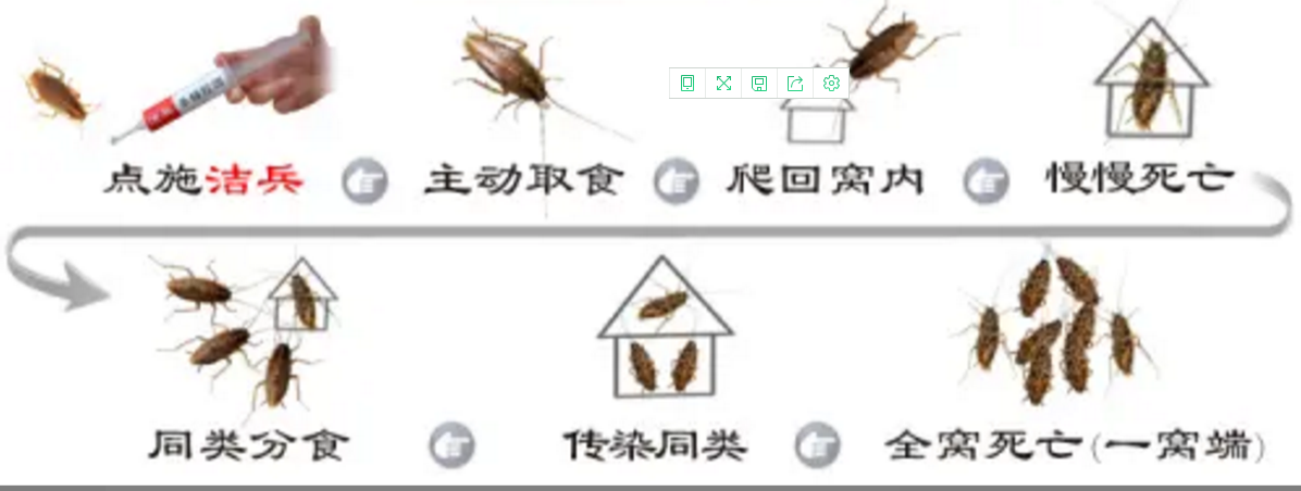 郑州灭蟑螂